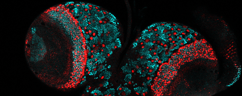 Dr. Christian Berger